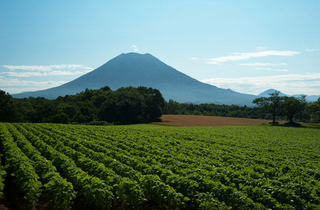 北海道の広大な大豆畑