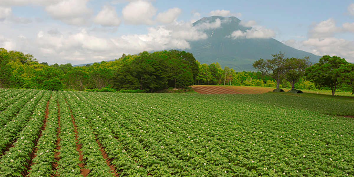 羊蹄山の麓の畑